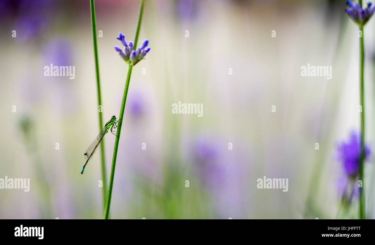 Une libellule se repose sur la tige d'une fleur. Banque D'Images