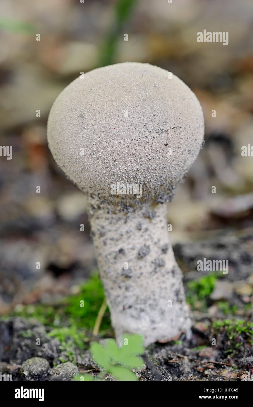 En forme de pilon, Vesse-de-du-Nord - Westphalie, Allemagne / (Calvatia excipuliformis) / Pilon Puffball Banque D'Images