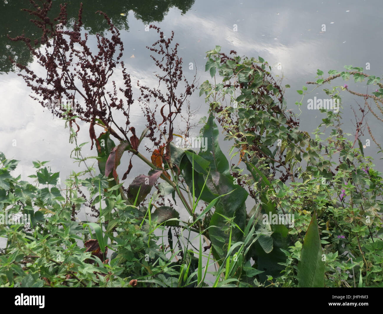 Rumex hydrolapathum 20150908 Banque D'Images