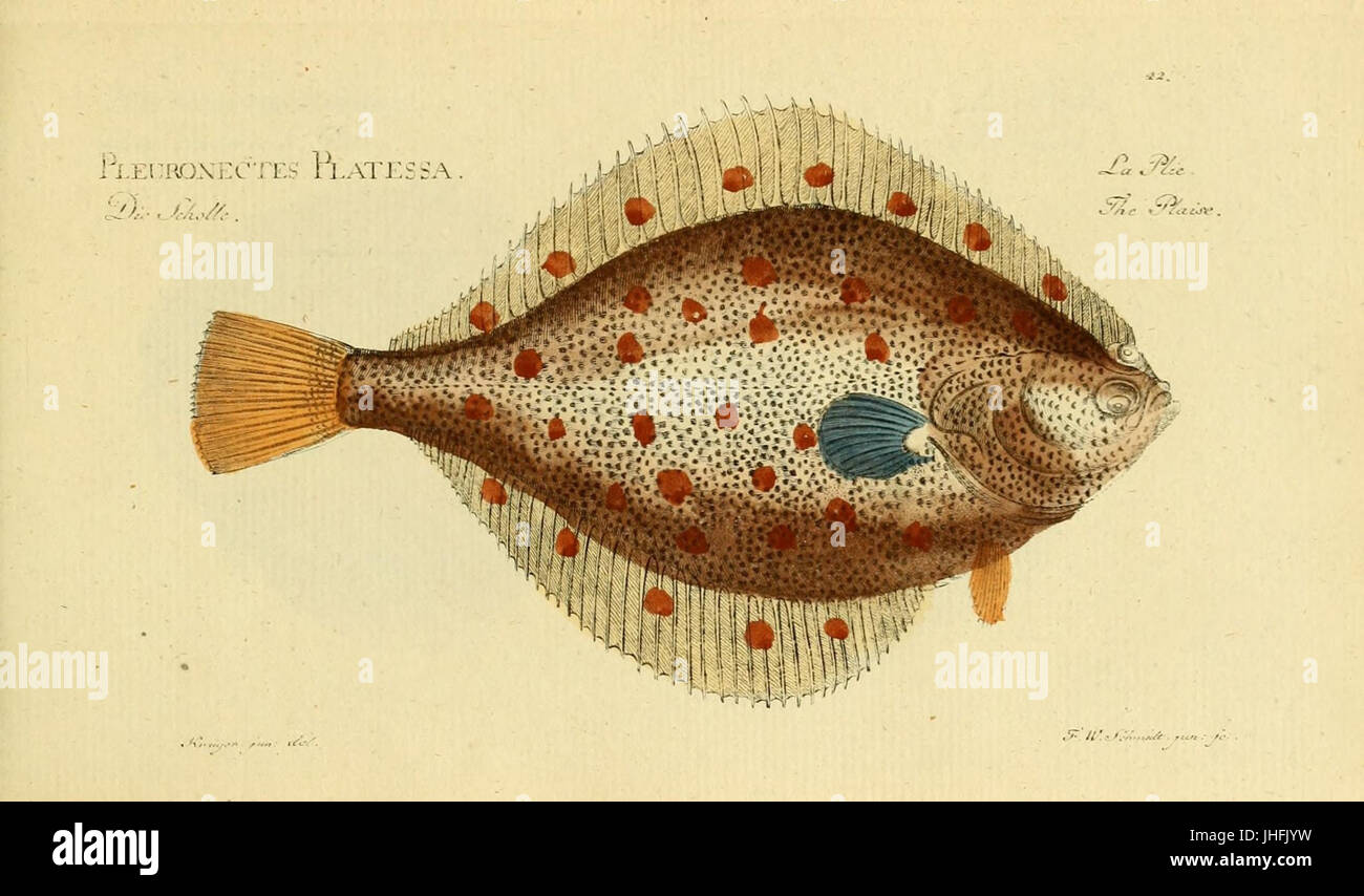 Ichthyologie ; ou, Histoire naturelle des poissons (planche 42) (6918335150) Banque D'Images