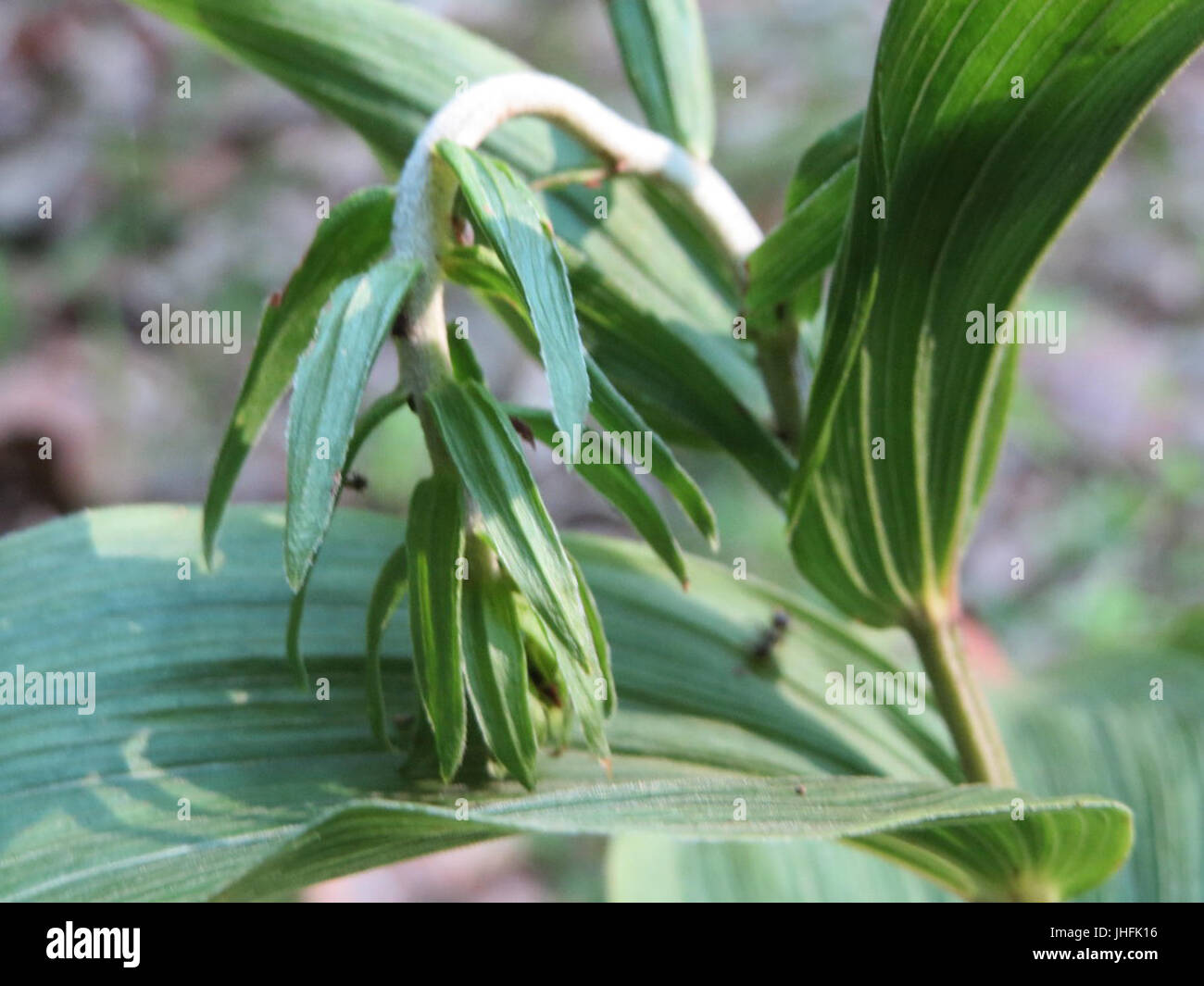 20150702Epipactis helleborine2 Banque D'Images