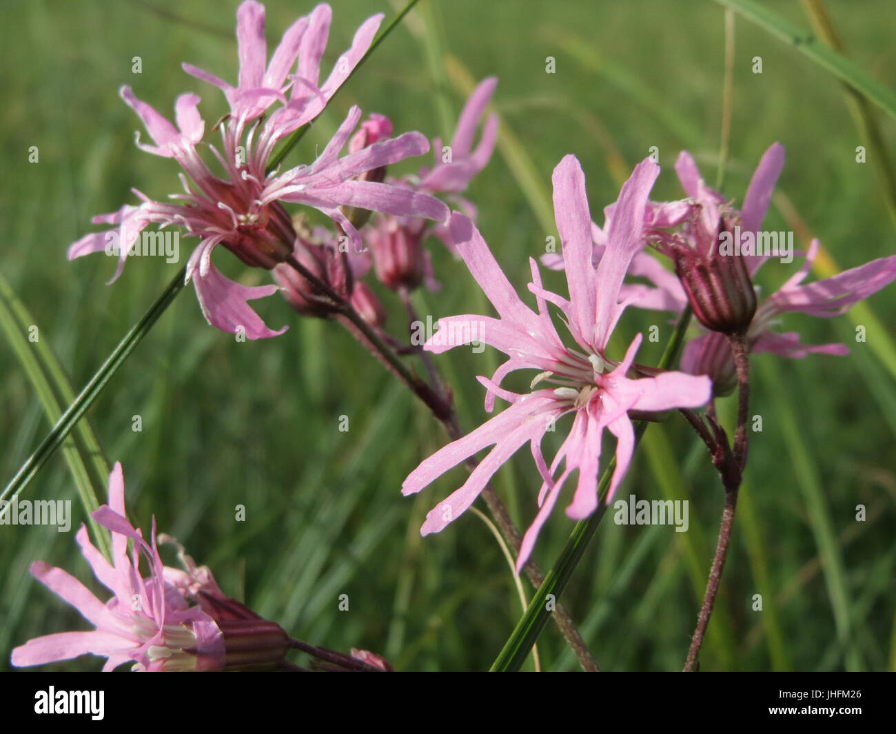 20150916Lychnis flos-cuculi Banque D'Images