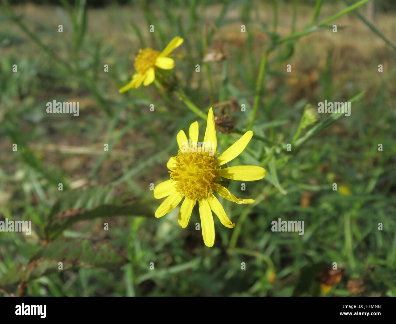 20150918Senecio inaequidens Banque D'Images