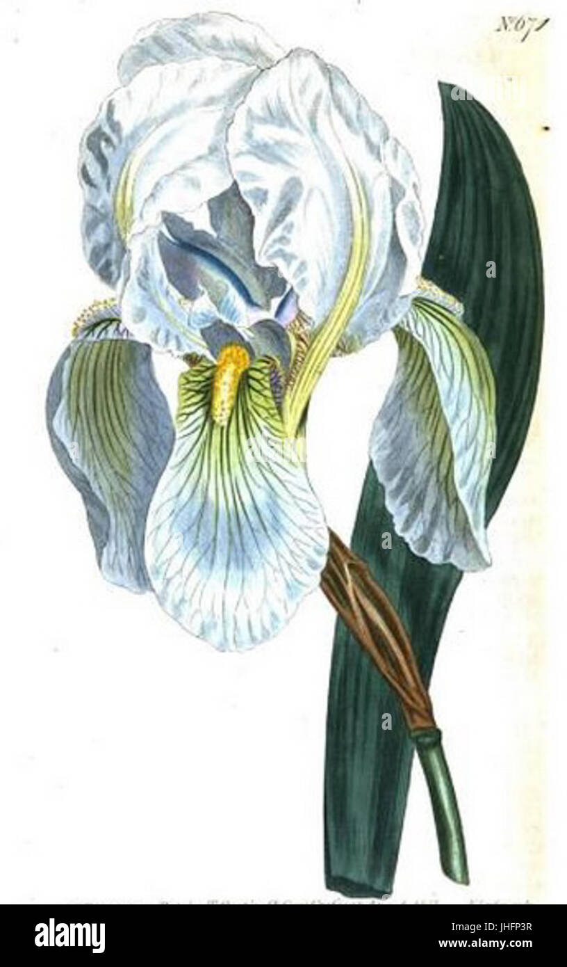 Iris florentina Sydenham Edwards Banque D'Images
