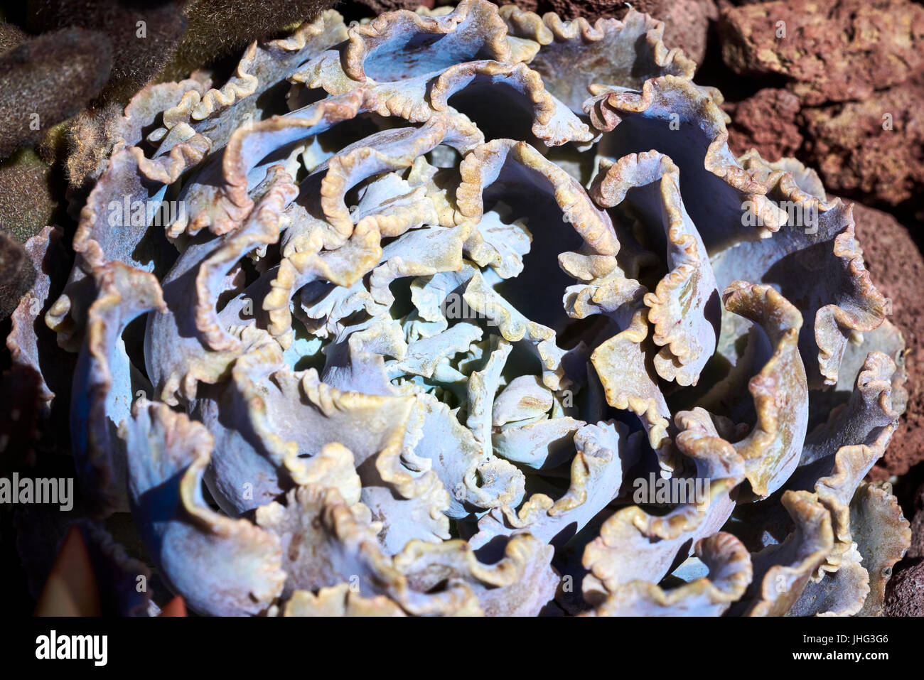 Variété de plantes succulentes dans un environnement tolérant la sécheresse Banque D'Images