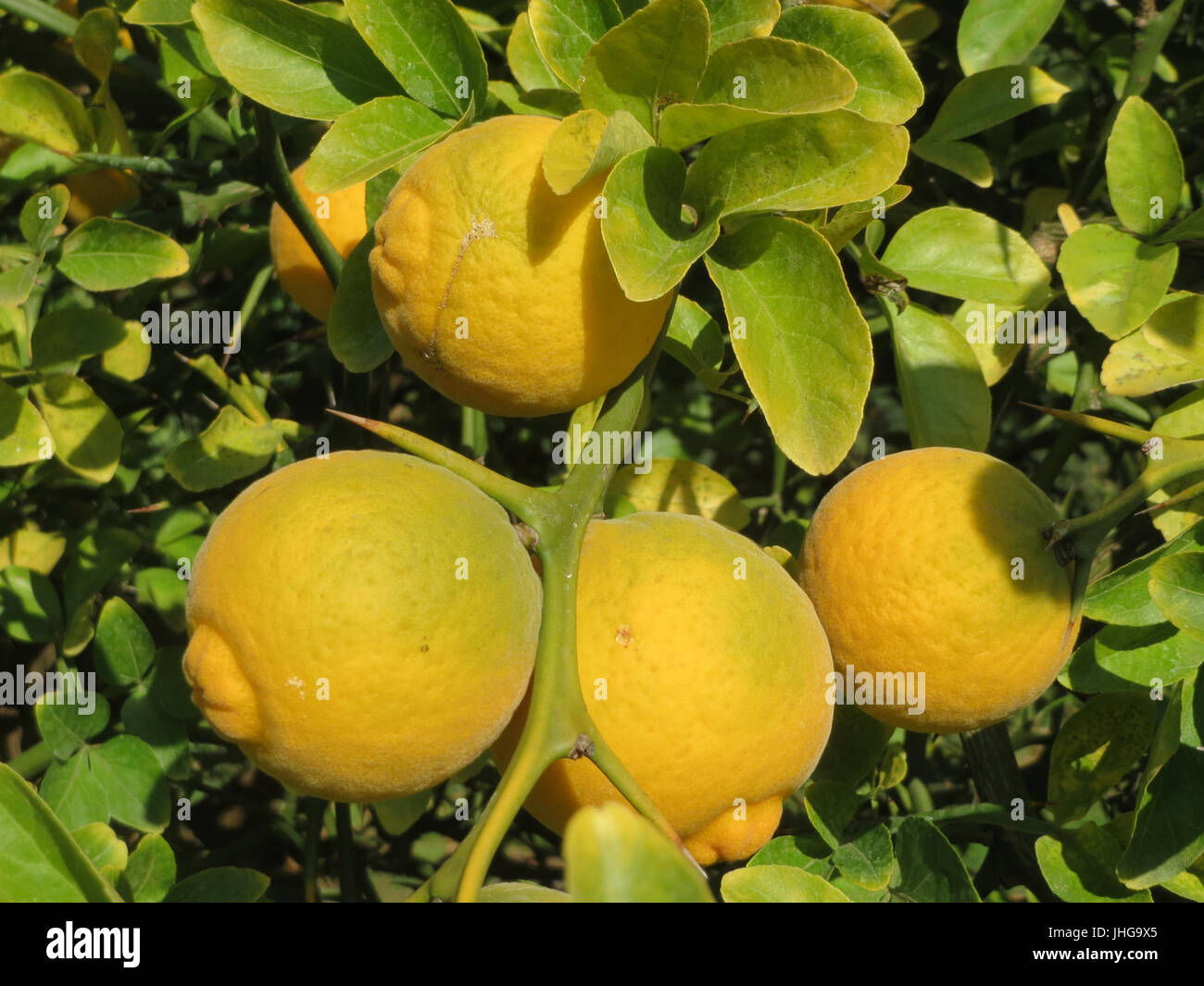 20151019Citrus trifoliata5 Banque D'Images