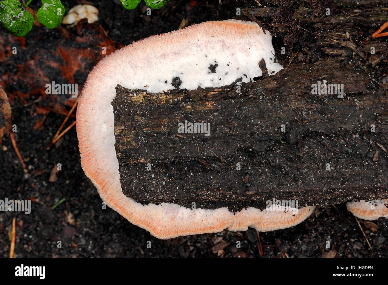 White-Rot Champignon, Pays-Bas / (Merulius tremellosus, Phlebia tremellosa) / Gallertfleischiger Faeltling | Pourriture gelée, Niederlande Banque D'Images
