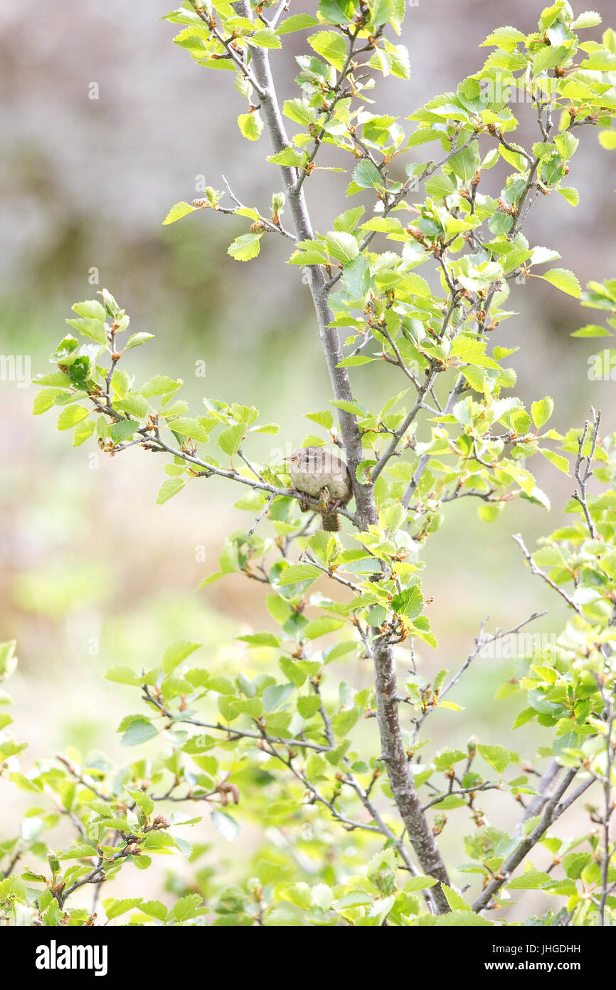 Le Troglodyte mignon (Troglodytes troglodytes islandicus) Banque D'Images