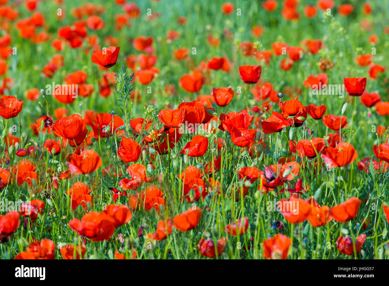 Coquelicot fleur nature meadow Banque D'Images