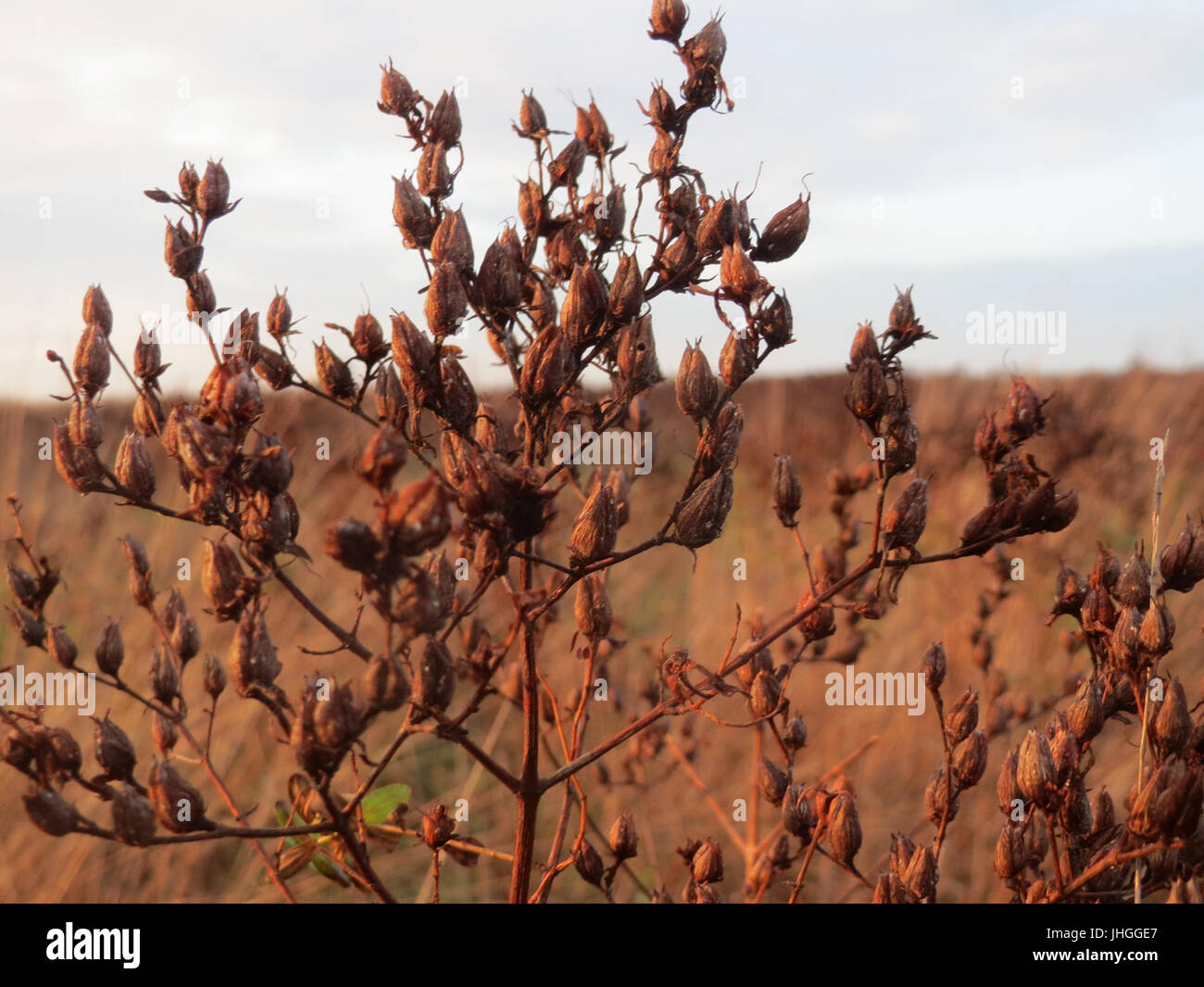 Ce disque, daté du 17 décembre 2015, se rapporte à Hypericum perforatum, communément appelé John's Wort. La plante est largement connue pour ses propriétés médicinales et est étudiée pour ses utilisations en phytothérapie. Banque D'Images