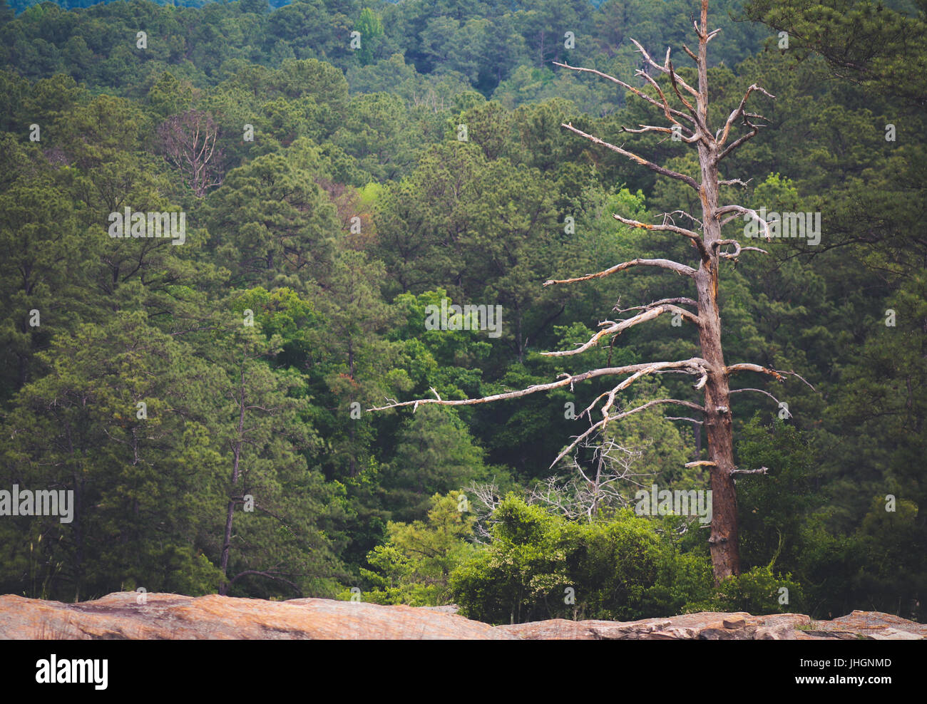 Pin sylvestre mort solitaire parmi les vivants sur une montagne de granit. Banque D'Images