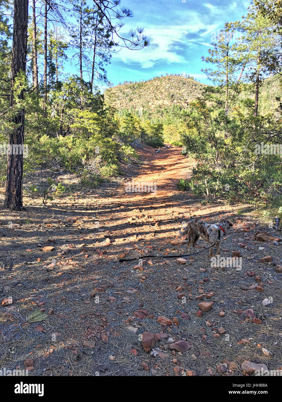 2016-366-110 chien sous un ciel HDR (26263134820) Banque D'Images
