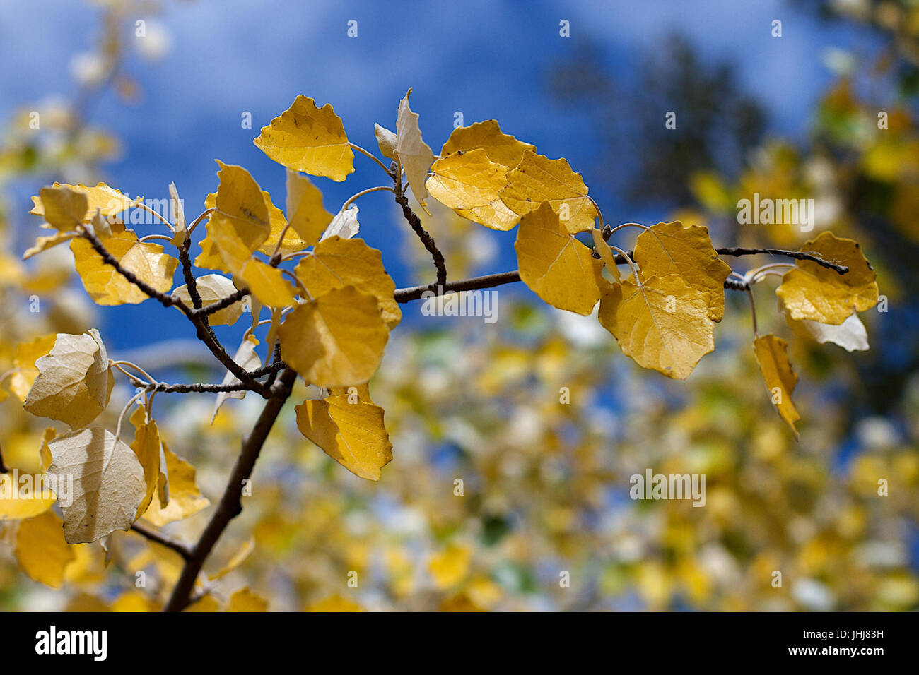 2016-366-276 Couleurs Automne peupliers (30083000715) Banque D'Images