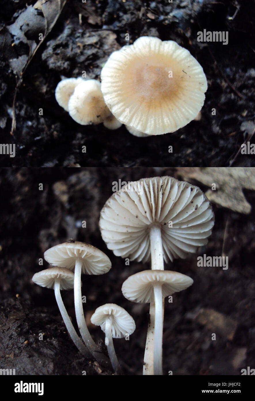 2016-07PKL-Houby (02) Banque D'Images