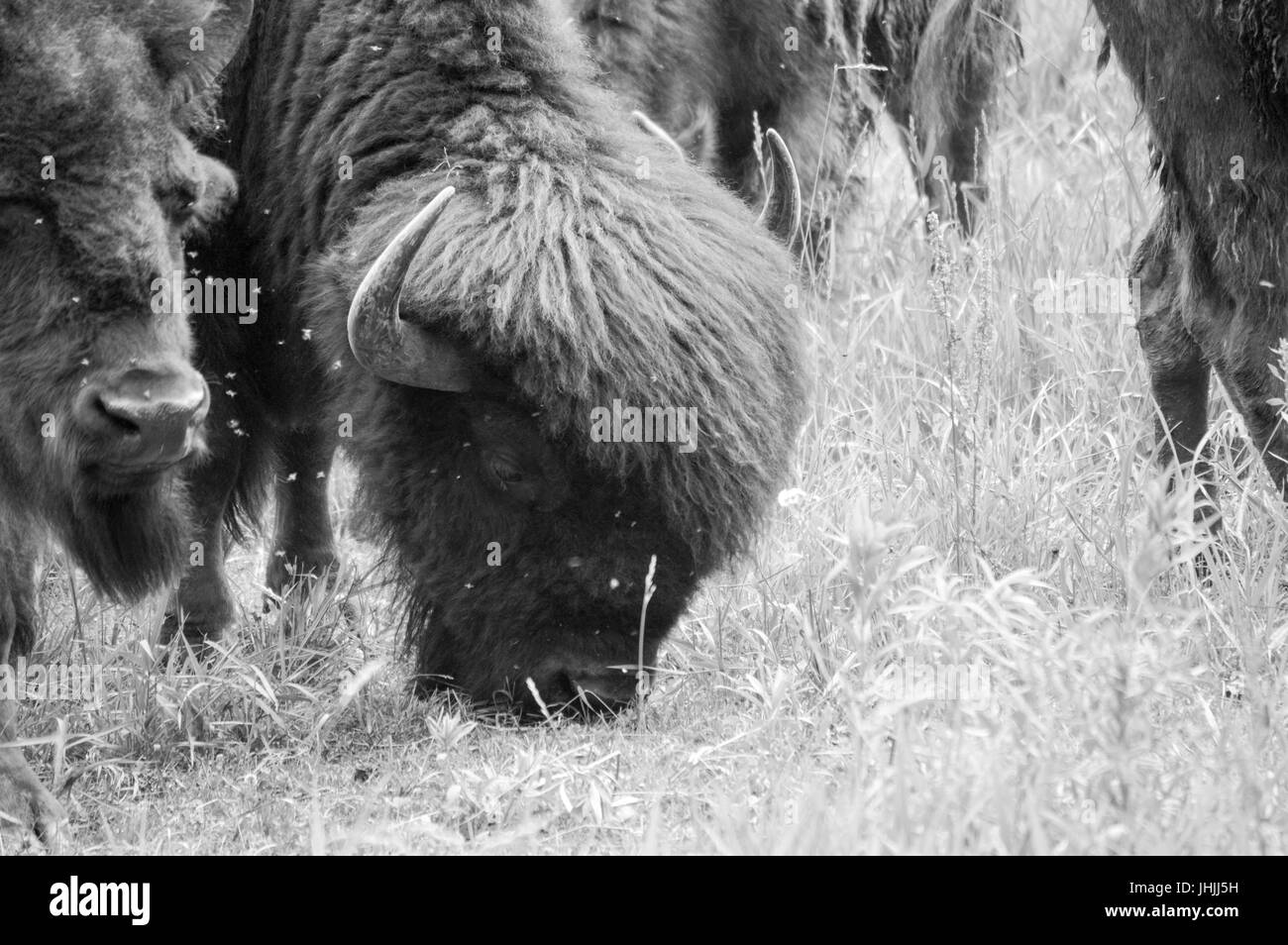 Le bison sauvage paissant dans un champ Banque D'Images