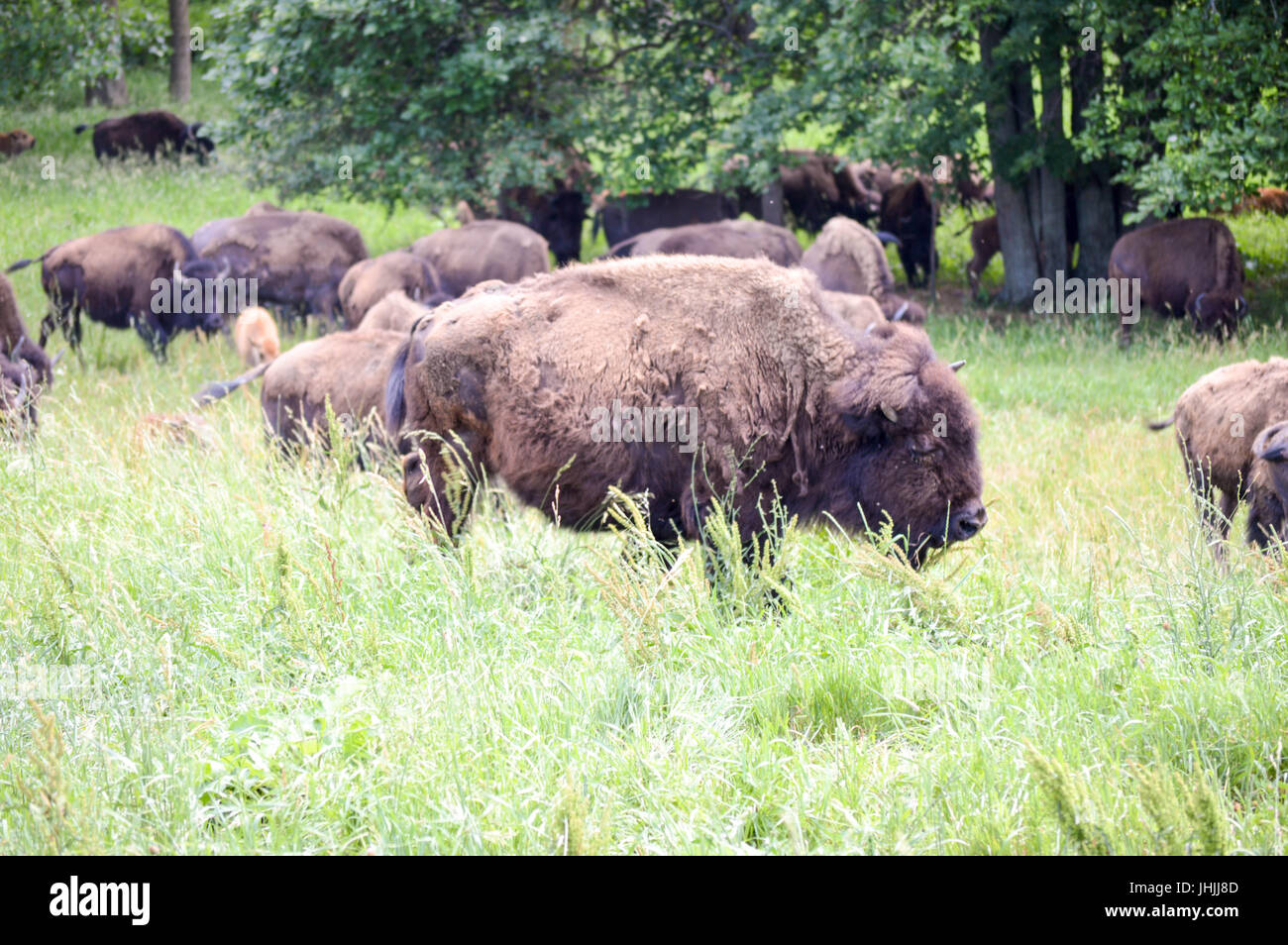 Le pâturage bisons sauvages avec les jeunes dans le domaine Banque D'Images