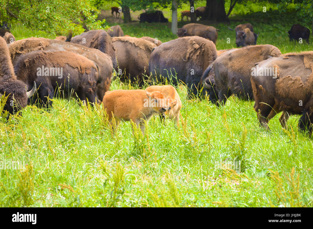 Le pâturage bisons sauvages avec les jeunes dans le domaine Banque D'Images