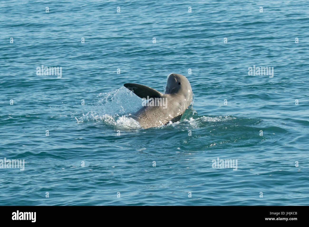 Australian Snubfin Dolphin (Orcaella heinsohni) s'amuser en faisant un splash. Ils se séparent de l'orcelle en 2005. Banque D'Images