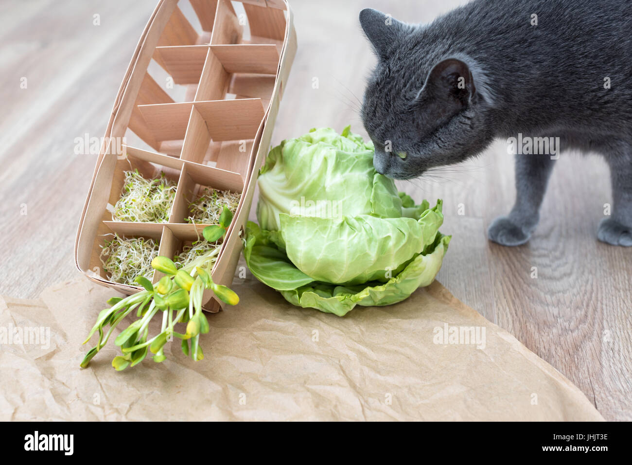 L Inhalation De Chat Gris Vert Alimentaire Et Cabagge Mini Legumes Microgreens Decoupees Sur Papier Froisse Concept De Saine Alimentation Frais Jardin Produisent Des Aliments Biologiques Comme Un Symbole De La Sante Photo L Inhalation De Chat Gris Vert Alimentaire Et Cabagge Mini Legumes Microgreens Decoupees Sur Papier Froisse Concept De Saine Alimentation Frais Jardin Produisent Des Aliments Biologiques Comme Un Symbole De La Sante Photo