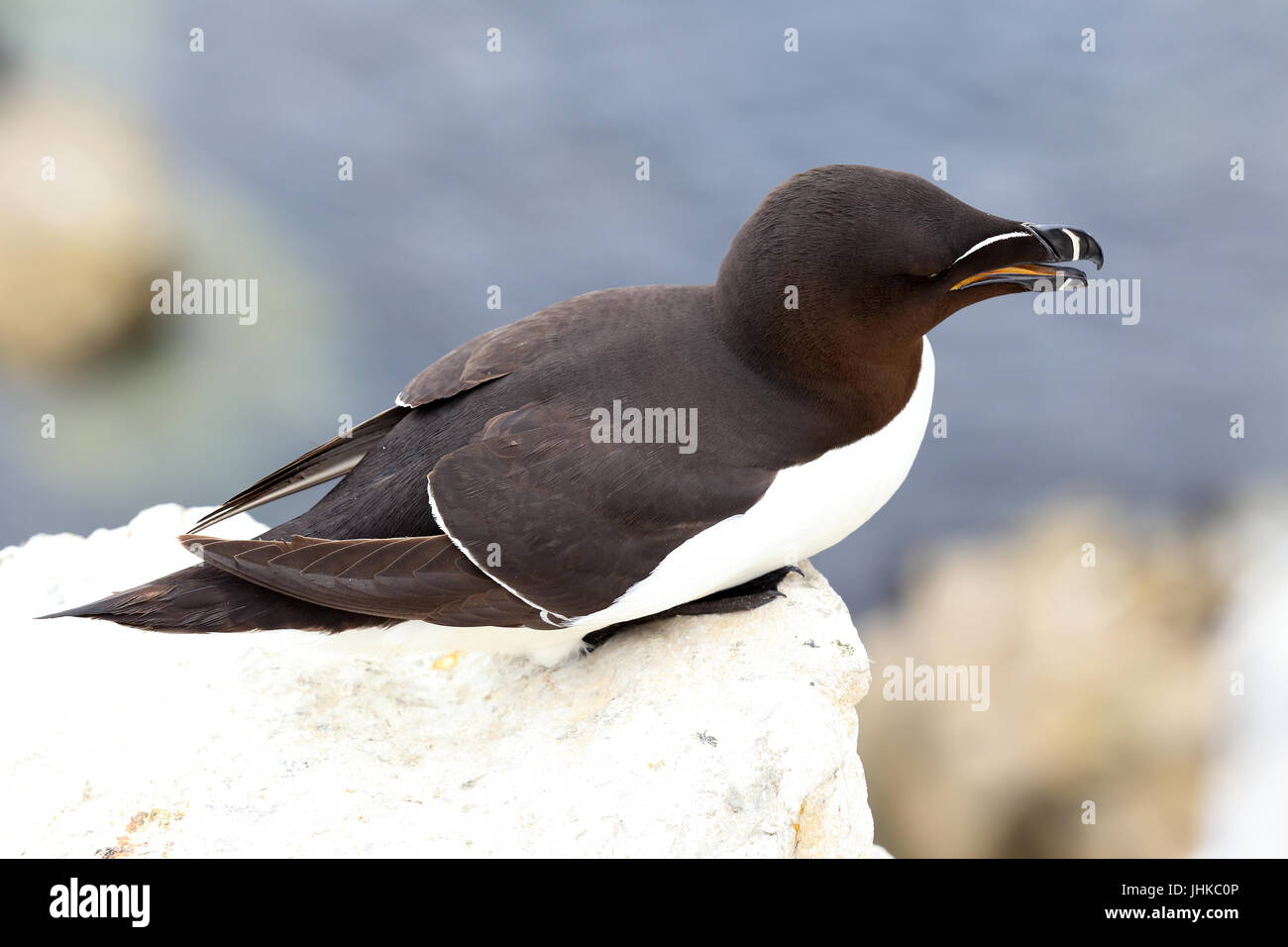 Petit pingouin (Alca torda), un adulte sur assis sur une falaise, Iles Farne, Yorkshire, Angleterre, Royaume-Uni. Banque D'Images