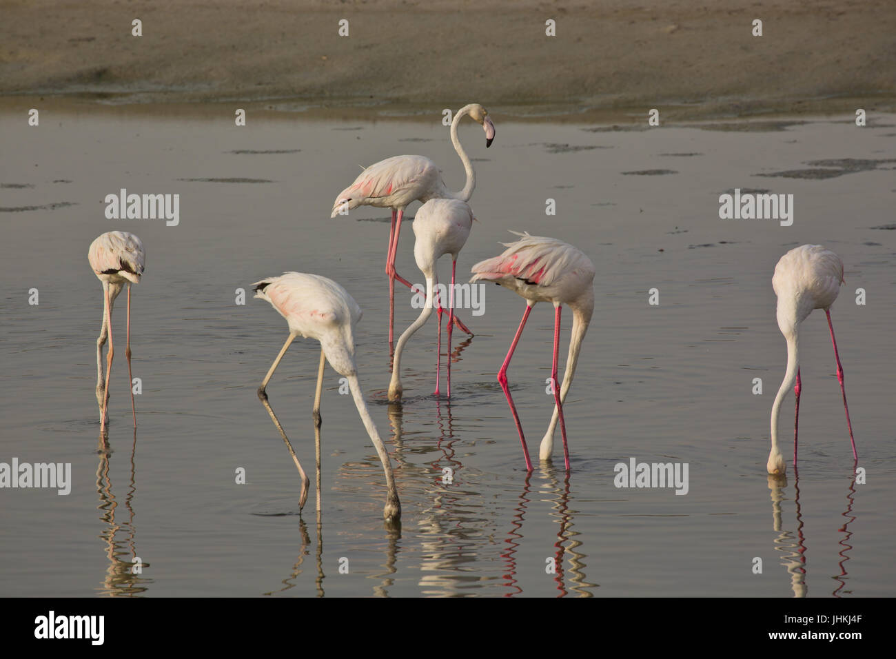 Ras Al Khor Wildlife Sanctuary, DUBAÏ, ÉMIRATS ARABES UNIS Banque D'Images