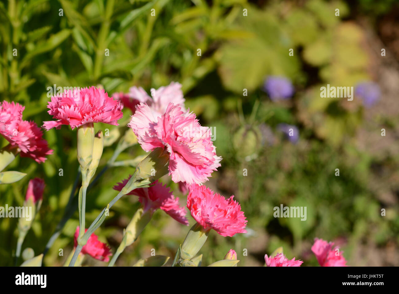 Oeillets roses lumineuses mixtes avec copie espace flou artistique sur lit de fleur au-delà Banque D'Images