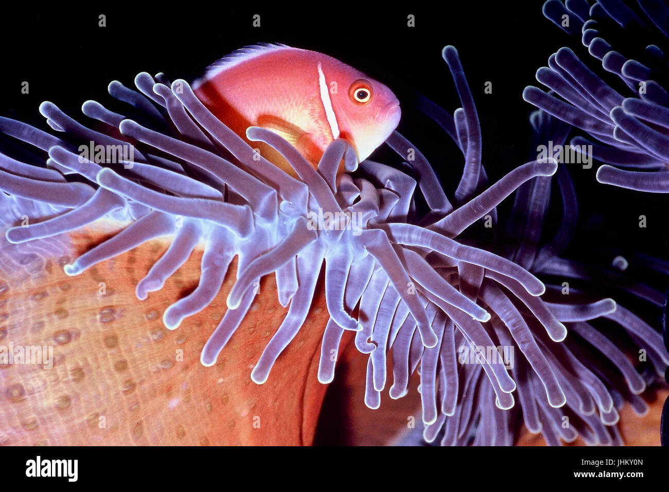 Une rose poissons clowns (Amphiprion perideraion) avec son anémone Heteractis magnifica (hôte), avec qui il a une relation symbiotique. Bali, Indonésie. Banque D'Images