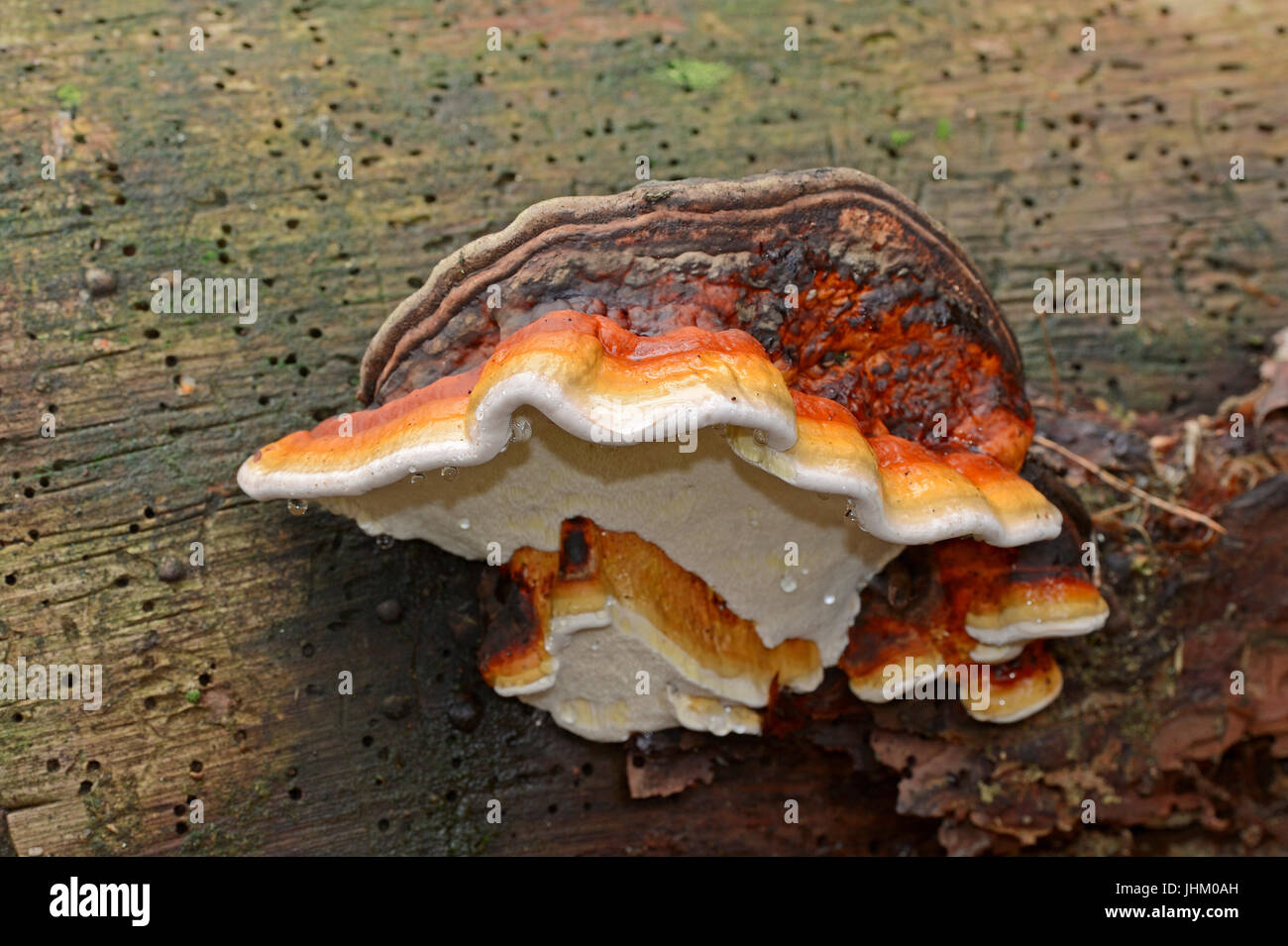 Bandes rouge Polypore, Pays-Bas / (Fomitopsis pinicola) / Brown pourriture friable, ceinture rouge, champignon champignon ceinturés rouge Banque D'Images