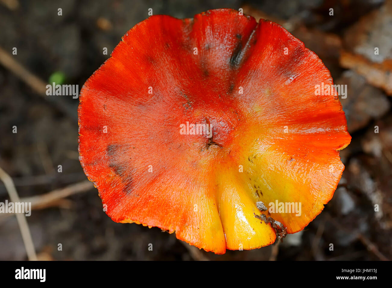 Bouchon de cire noircissement, Rhénanie du Nord-Westphalie, Allemagne / (Hygrocybe nigrescens) / Waxcap Noircissement Banque D'Images