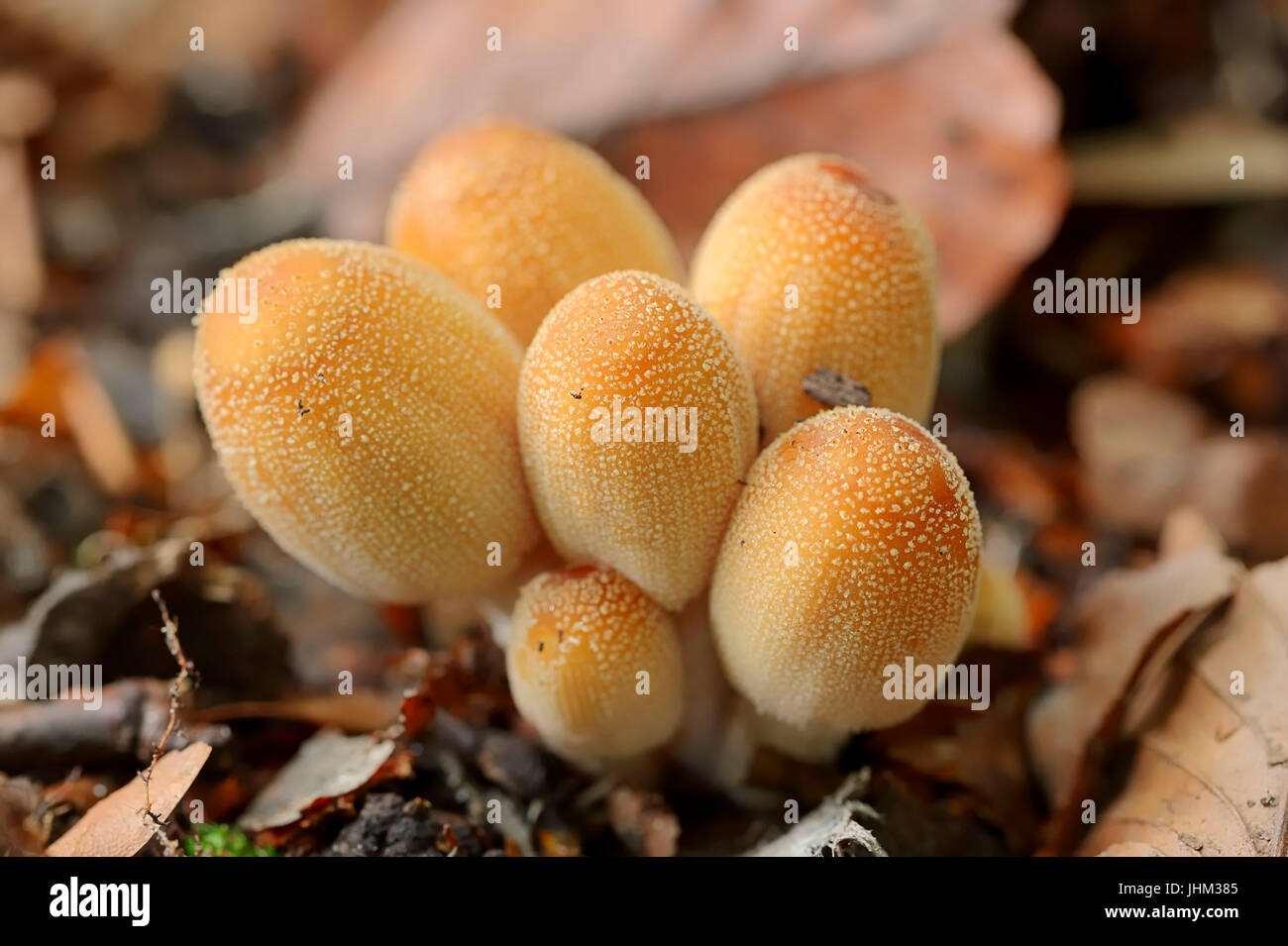 Inkcap scintillants, Rhénanie du Nord-Westphalie, Allemagne / (Coprinus micaceus) | Glimmer-Tintling, Nordrhein-Westfalen, Deutschland Banque D'Images