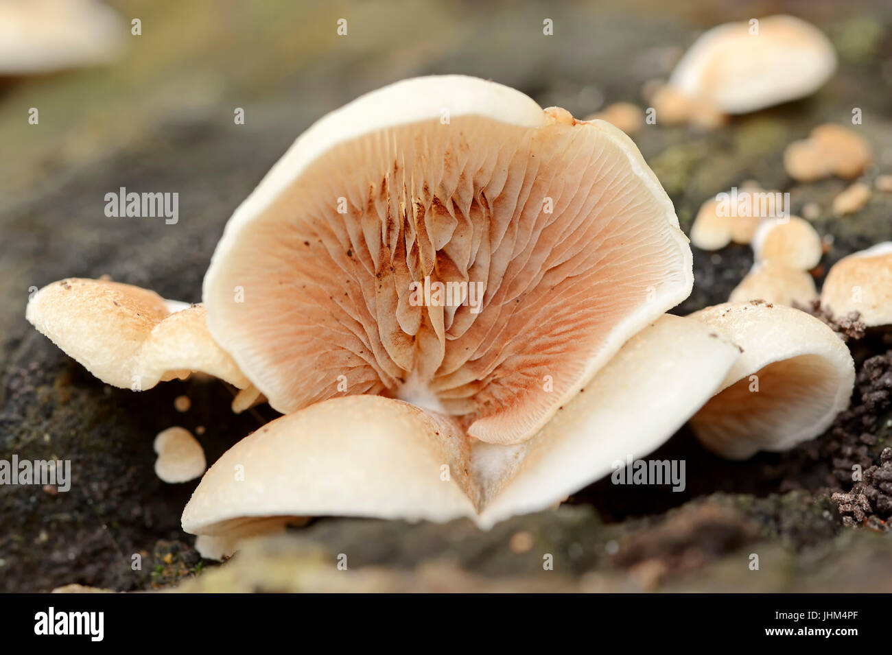 Oysterling peeling, Rhénanie du Nord-Westphalie, Allemagne / (Crepidotus mollis) / Jelly Crep Banque D'Images