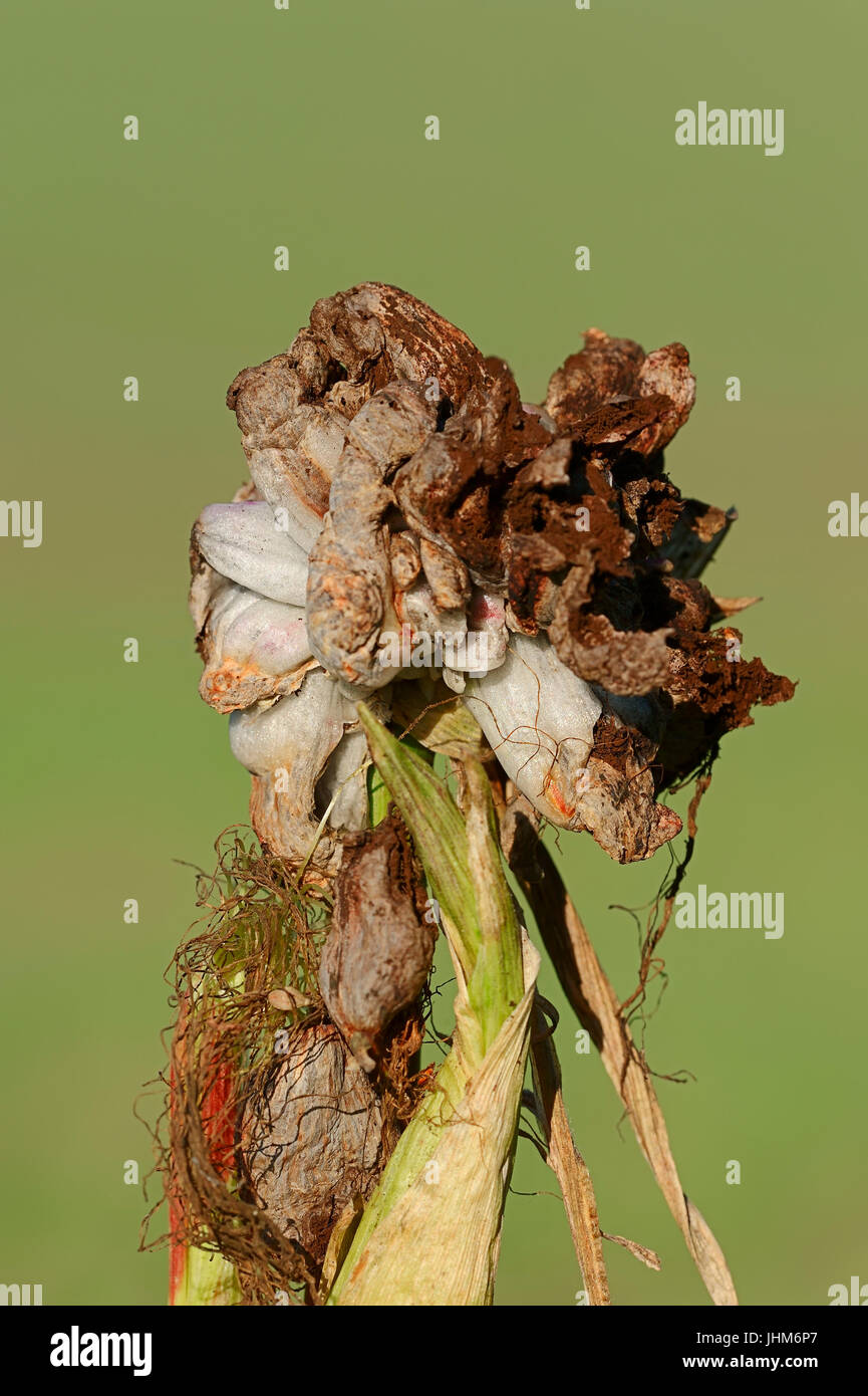 Le charbon du maïs, en Rhénanie du Nord-Westphalie, Allemagne / (Ustilago maydis) / Maisbeulenbrand | Huitlacoche, Nordrhein-Westfalen, Deutschland / (Ustilago maydis) Banque D'Images