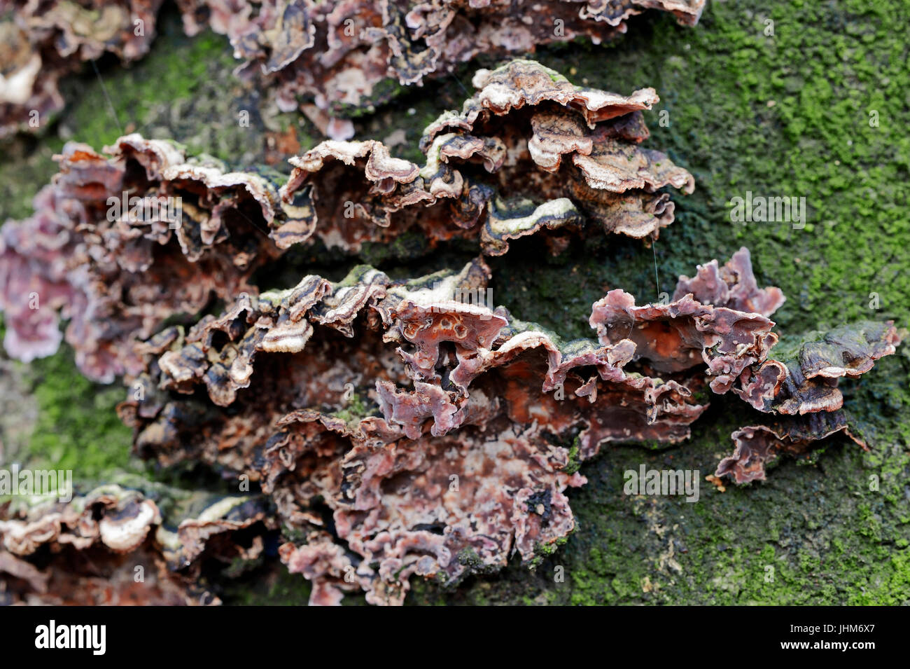 La maladie de la feuille d'argent, en Rhénanie du Nord-Westphalie, Allemagne / (Chondrostereum purpureum) / maladie décora décora, champignon Banque D'Images