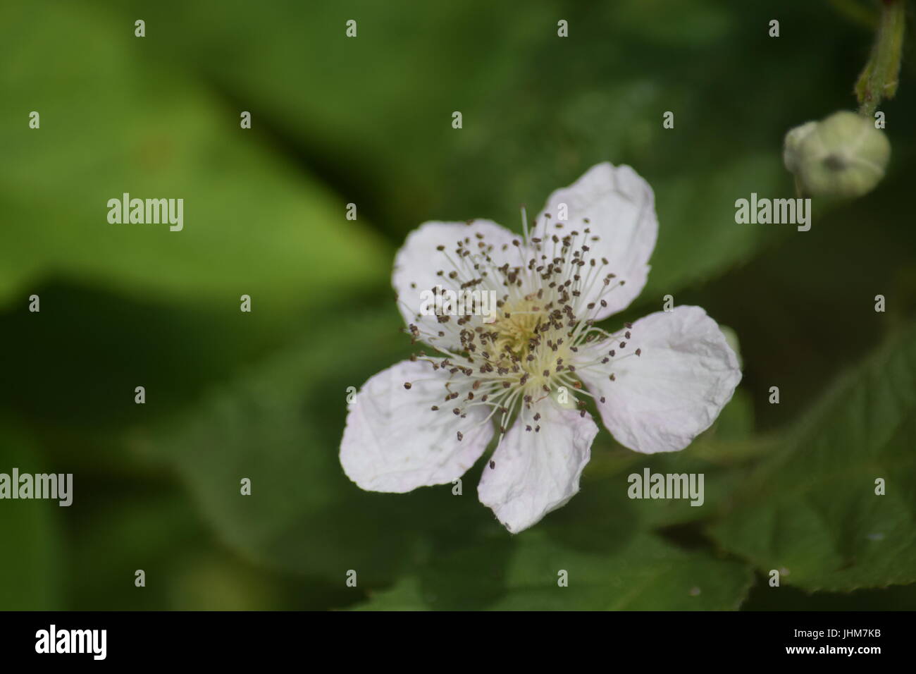 Fleur de ronce Banque D'Images