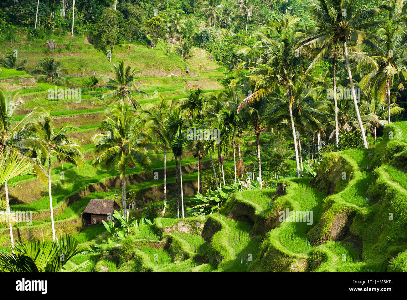 Belles rizières en terrasses dans la lumière du matin, Ubud, Bali ...