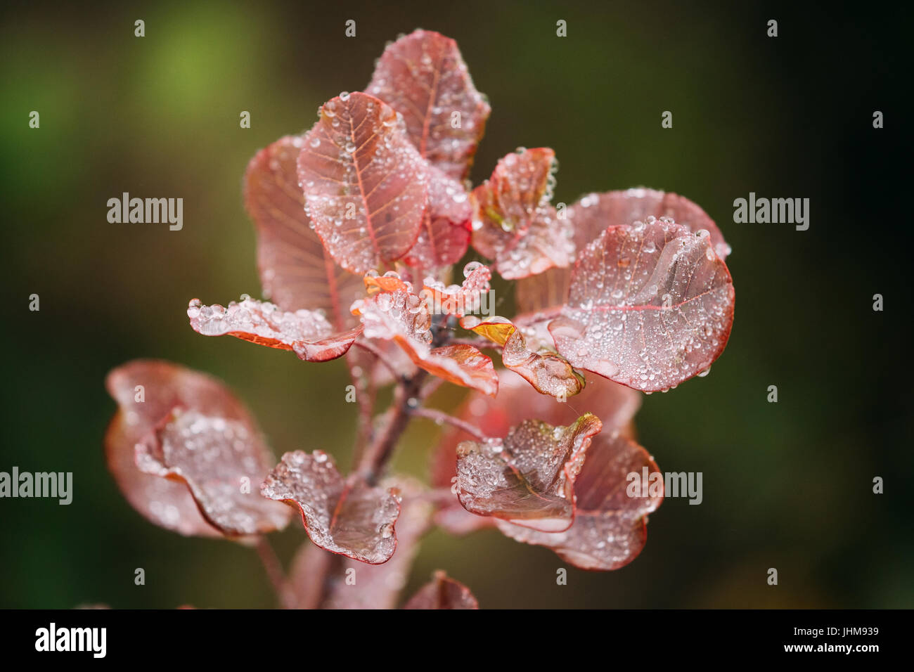 Des gouttes d'eau sur les feuilles des plantes sauvages rouge Bush à saison d'automne. Fond vert naturel. Feuille humide avec la pluie. Banque D'Images