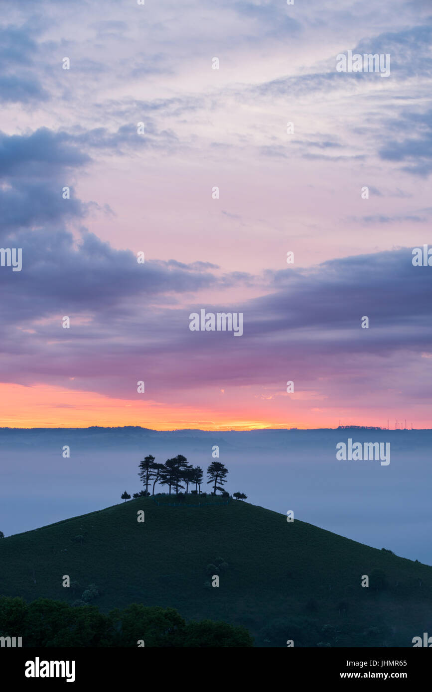Le fameux bouquet d'arbres sur la colline sur une couleur Colmers lever du soleil matin près de Bloomington West Dorset, Angleterre, RU Banque D'Images