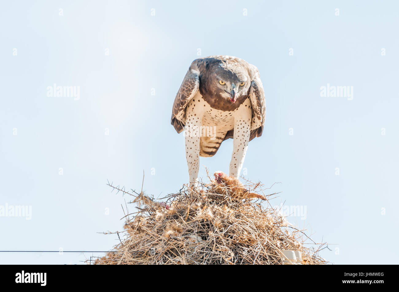 Un aigle martial Polemaetus bellicosus, proie, manger au-dessus d'un nid d'oiseaux communs, construit sur un un pylône de télécommunication près de Groblershoop dans l Banque D'Images