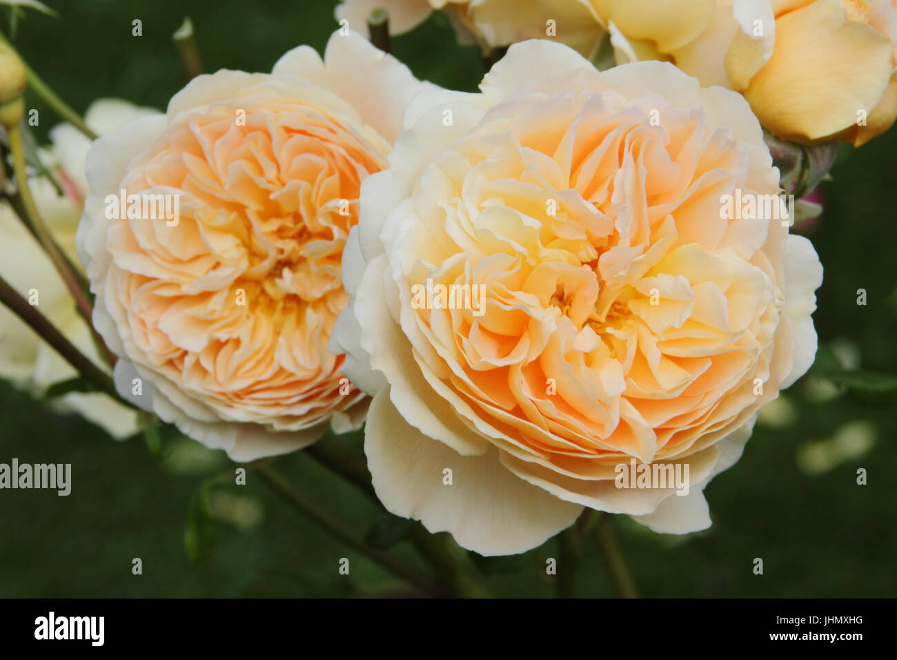 Rosa 'Crown Princess Margareta', (Ausbaker) une floraison parfumée, répéter l'English rose en pleine floraison dans un jardin anglais border en été Banque D'Images