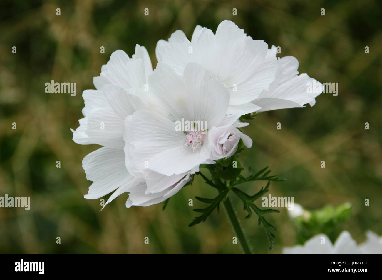 White Musk Mallow Malva moschata (f. Alba) en pleine floraison dans un jardin anglais border en été - Prix du mérite de jardin Banque D'Images