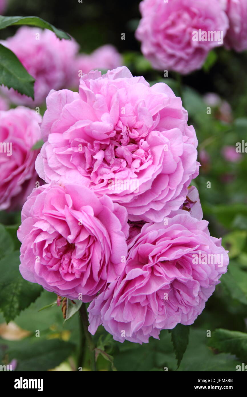 Rosa 'LOUISE ODIER' un bourbon, richement parfumé, old rose en pleine floraison à la frontière d'un jardin anglais en été Banque D'Images