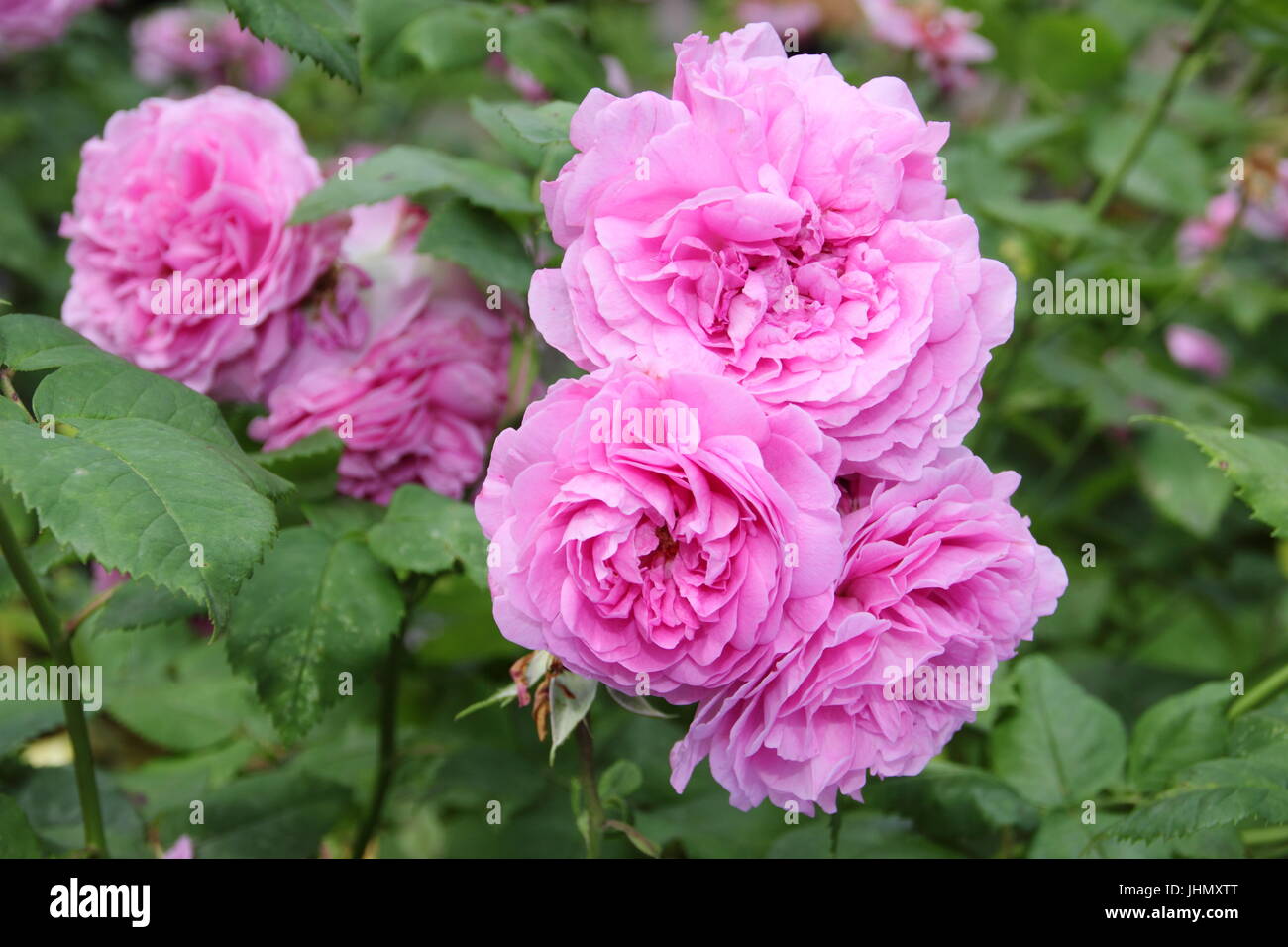 Rosa 'LOUISE ODIER' un bourbon, richement parfumé, old rose en pleine floraison à la frontière d'un jardin anglais en été Banque D'Images