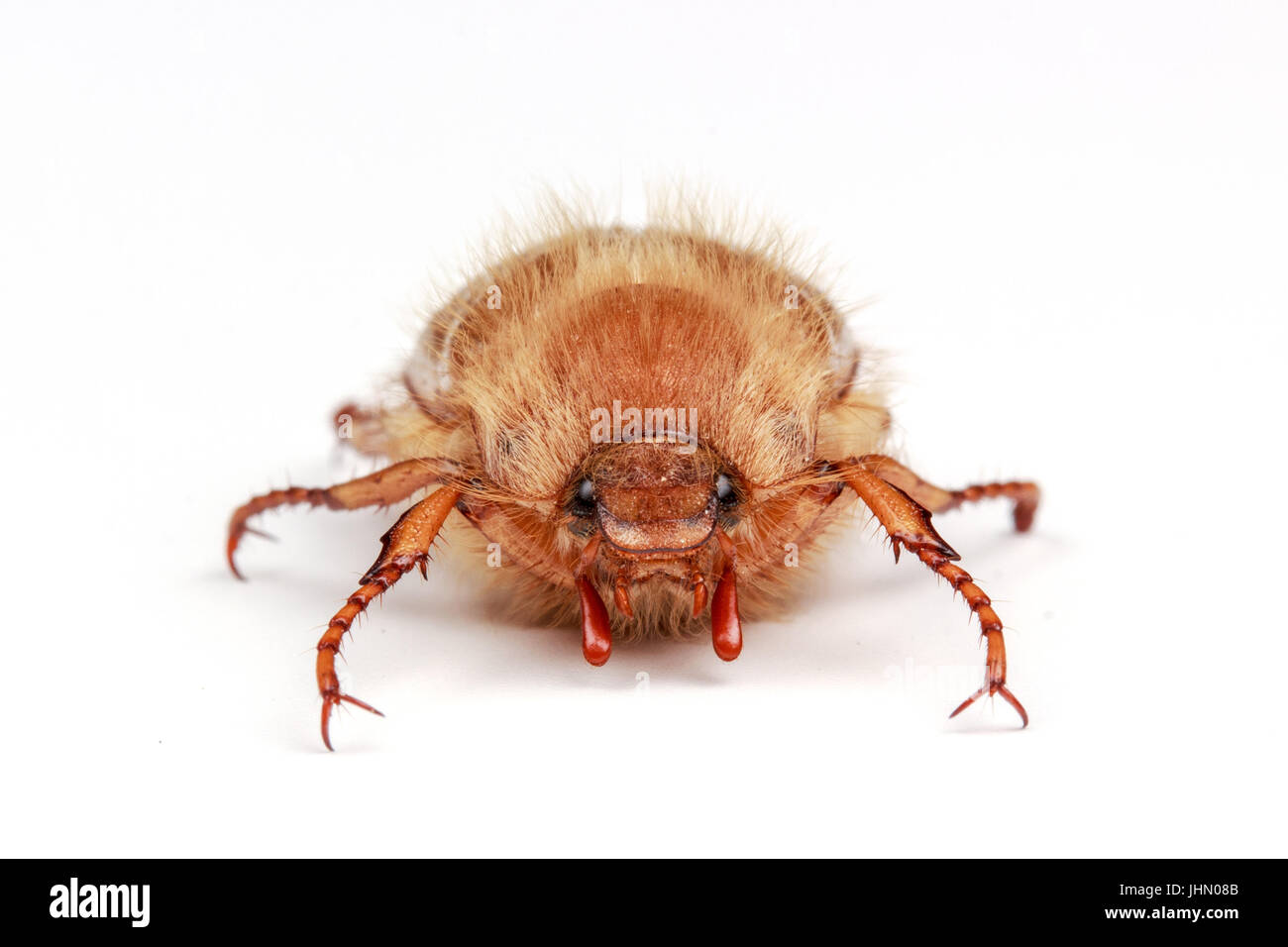 Melolonthinae. Beetle isolated Banque D'Images