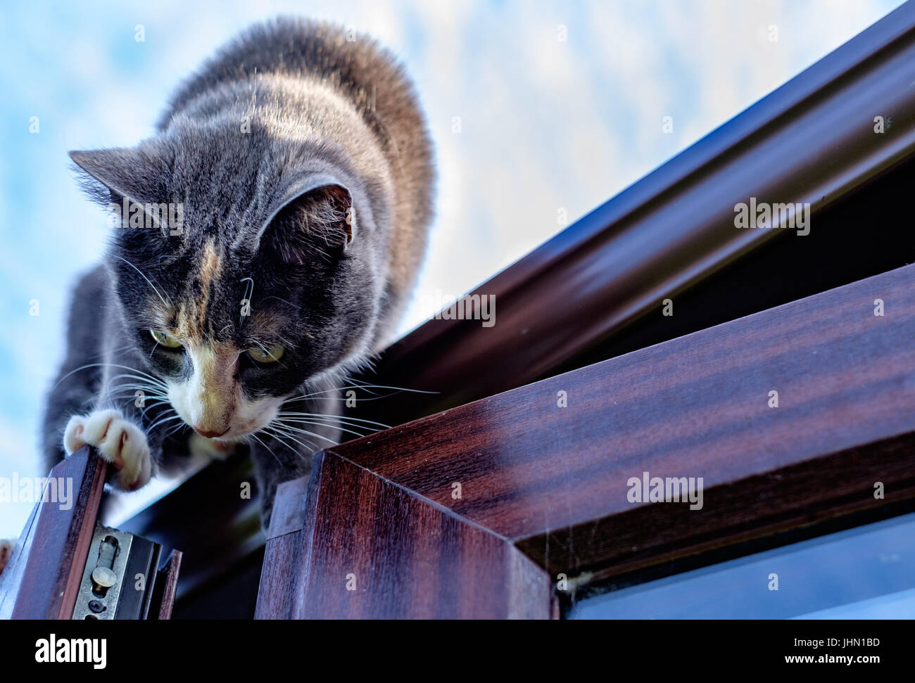 Un chat sur le toit de la maison Banque de photographies et d’images à haute résolution Alamy