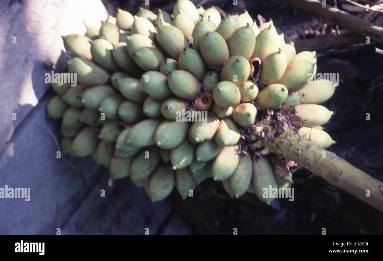 Guajará coquinho Licuri ; ; ; ; Brésil Rondonia Mirim Banque D'Images