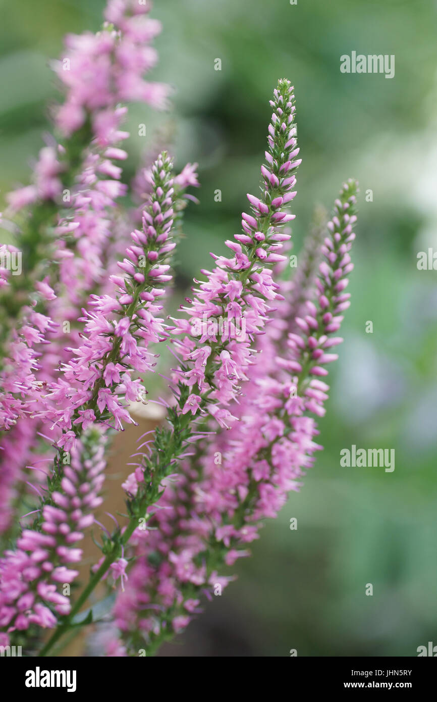 Veronica plumosa 'Hot Pink' Banque D'Images