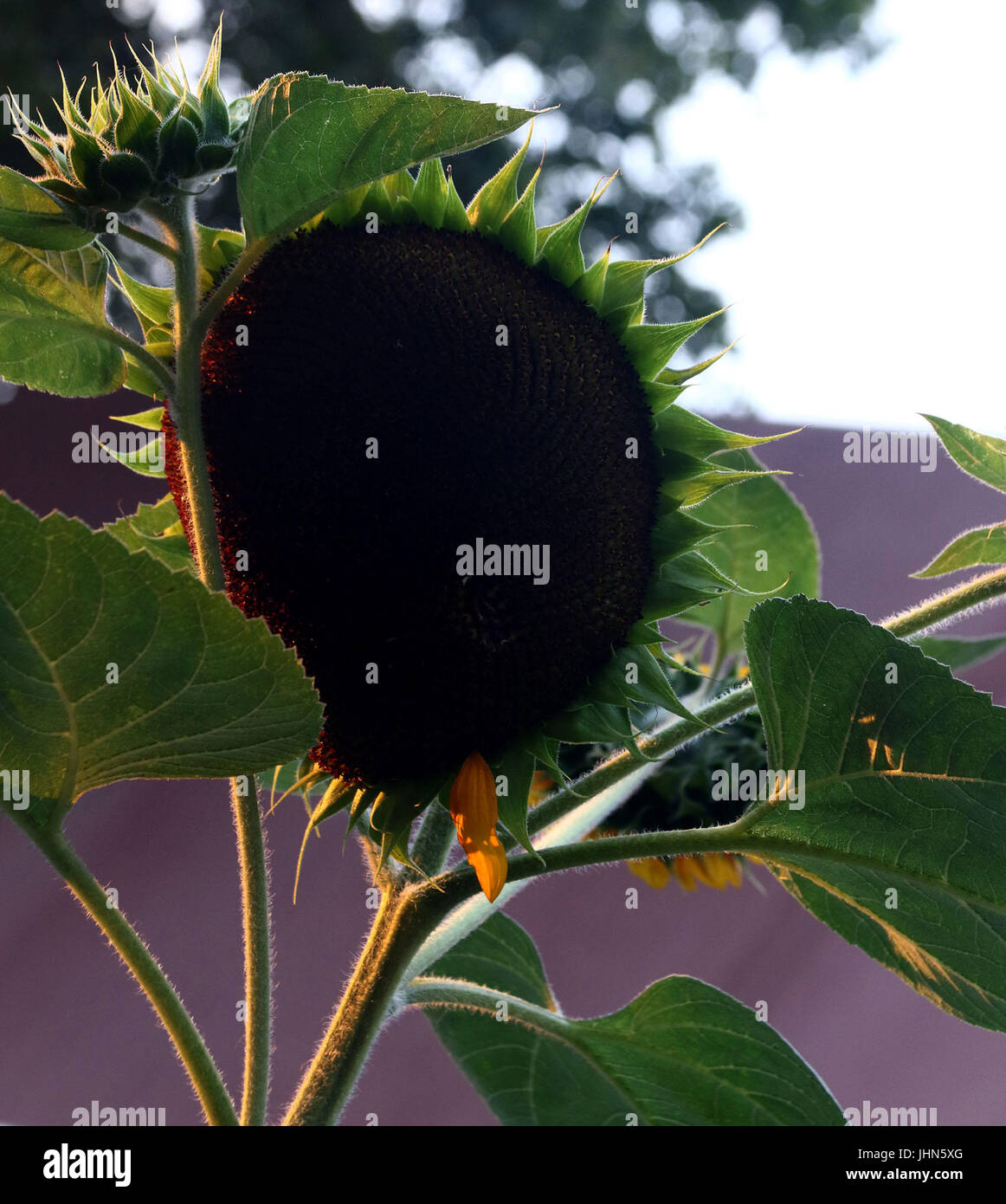 Moins de pétales de tournesol au coucher du soleil Banque D'Images