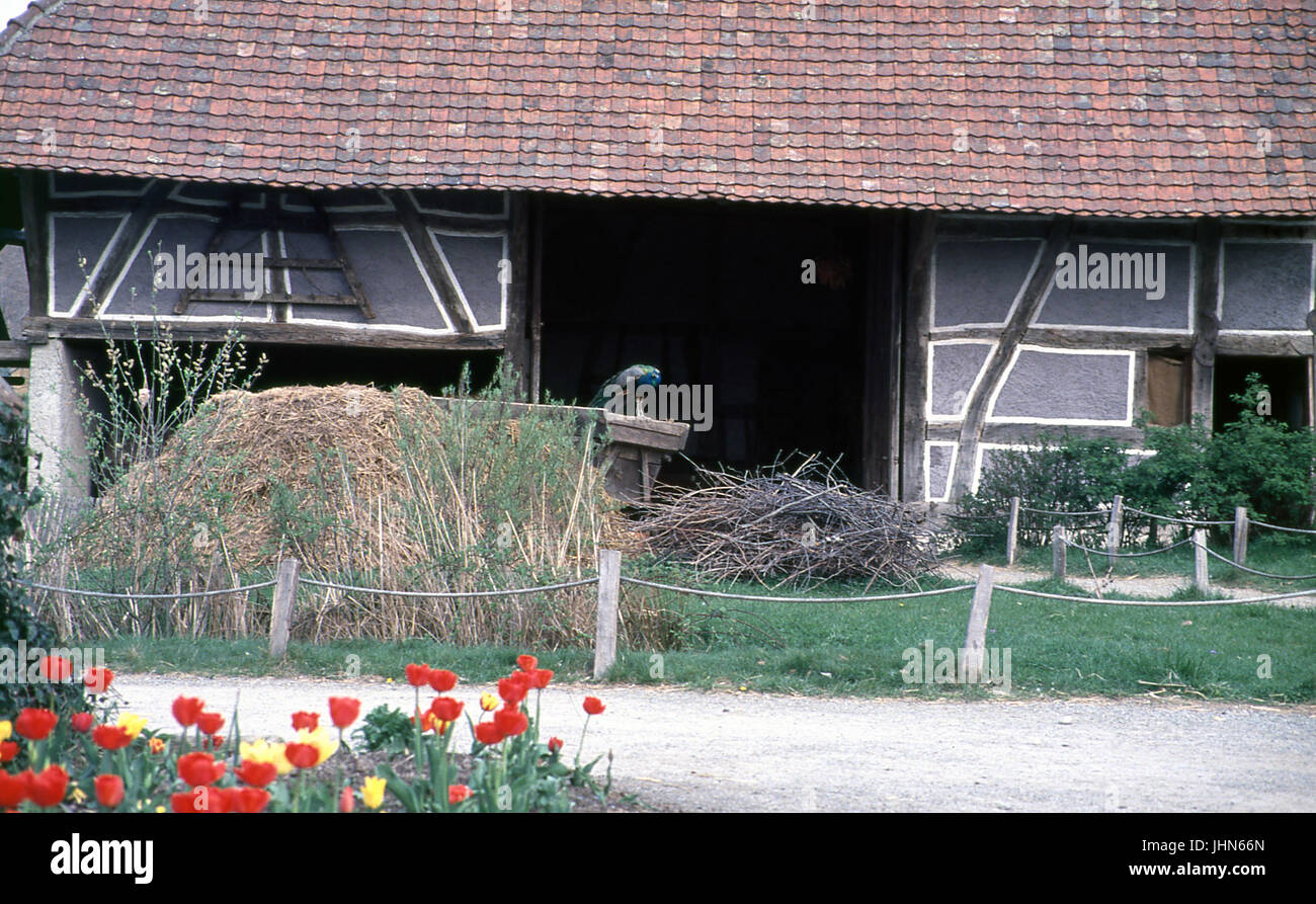 Écomusée d'Ungersheim, Alsace, France ; Banque D'Images