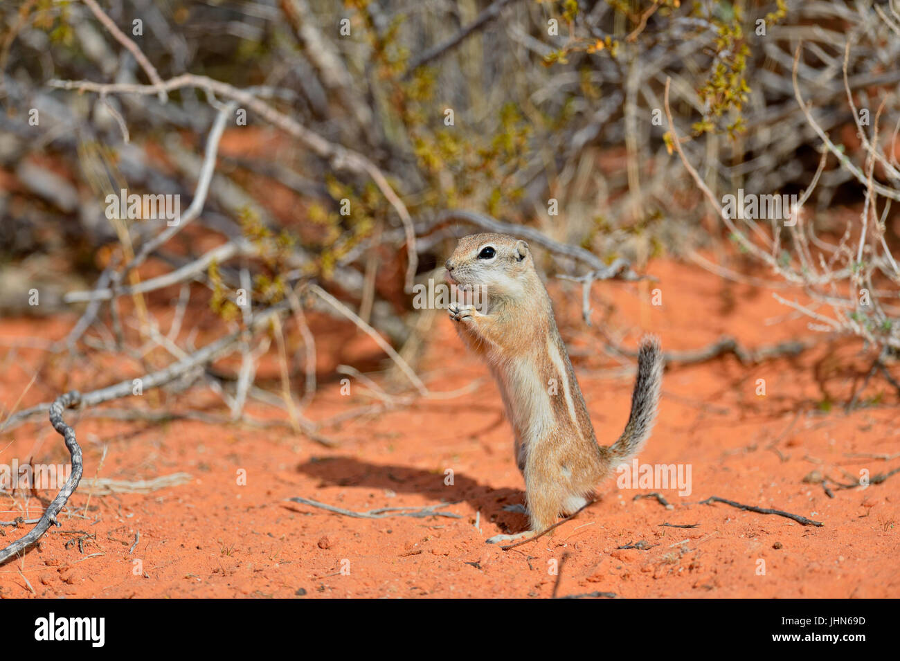 /Antilope Antilope à queue blanche (écureuil Ammospermophilus leucurus), la Vallée de Feu State Park, Nevada, USA Banque D'Images