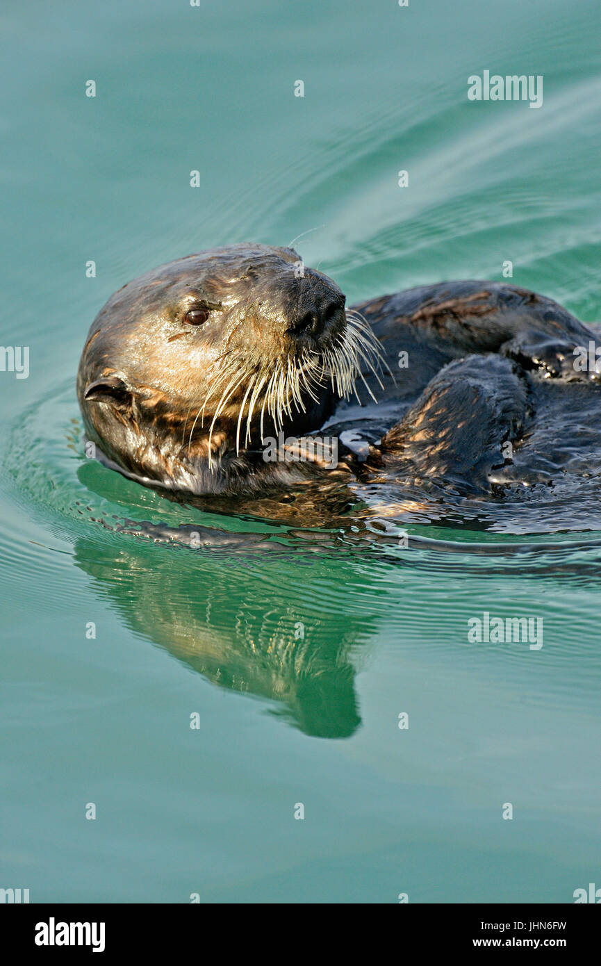 Loutre de mer (Enhydra lutris) le repos et de lissage après l'alimentation, Morro Bay, Californie, USA Banque D'Images